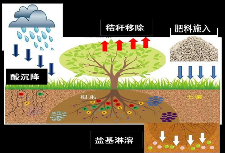 健康植物的成因