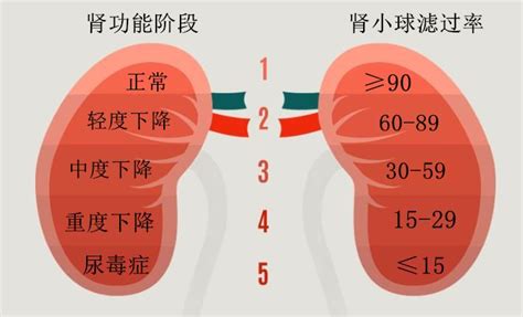 如何知道自己的肾是否健康