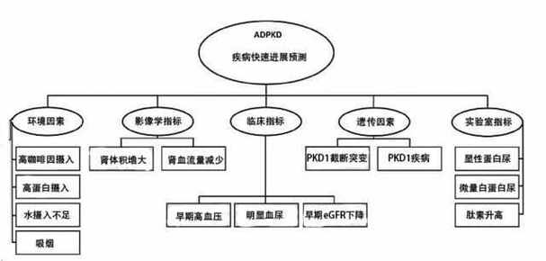 肾病的遗传几率