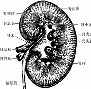 【守护生命的源泉】——探秘肾的穴位，唤醒内在力量