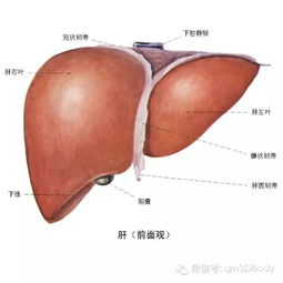 肝腹水有什么症状怎么治疗