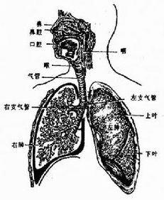 1.感染性原因