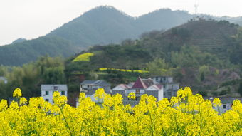 云南省昆明市石林彝族自治县农村集体“三资”管理办法